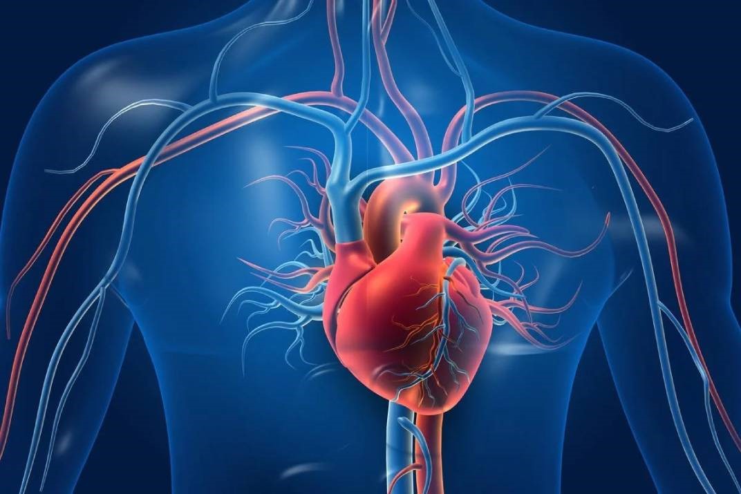 Cardiovascular Risk Profile